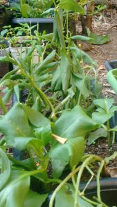 PANCs - Plantas Comestíveis Não Convencionais - Molho Pesto