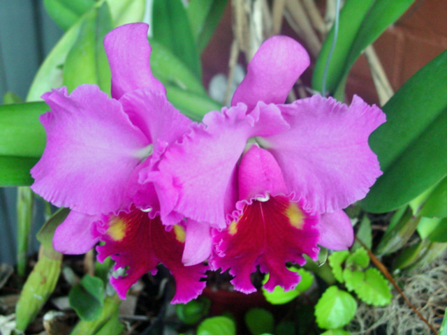 Orquídeas, Plantas Alimentícias Não Convencionais (PANC) e Ornamentais - Expo Maricá Orquídeas