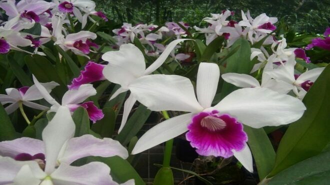 31ª Exposição Oficial de Orquídeas em Maricá – Participe!