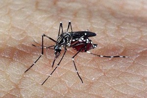 aedes aegypti