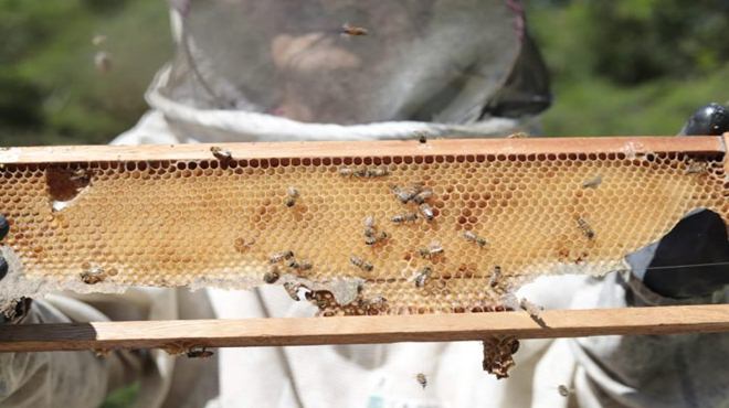 Primeira coleta de mel na Fazenda Ibiaci