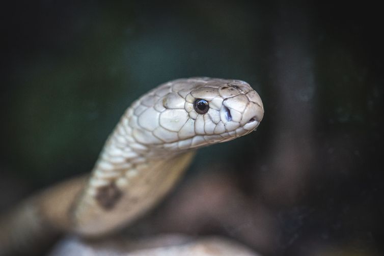 tráfico internacional de animais