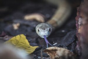  contra tráfico de animais