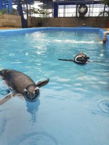 Pinguins resgatados na costa brasileira.