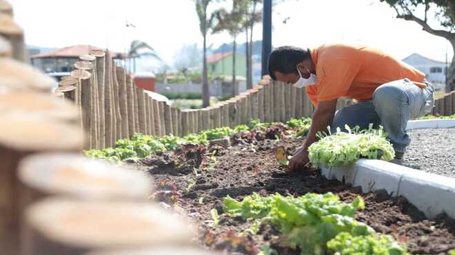 Horta comunitária do Parque a Céu Aberto Cidade Maricá tem a primeira colheita