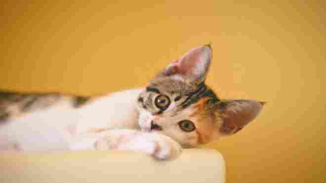 Na pandemia aumentaram sintomas de estresse nos gatos