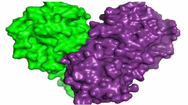 Boletim Coronavírus de 14/07/2020 -Imagem em 3D de proteína do novo coronavírus obtida no Sirius. – Divulgação/CNPEM