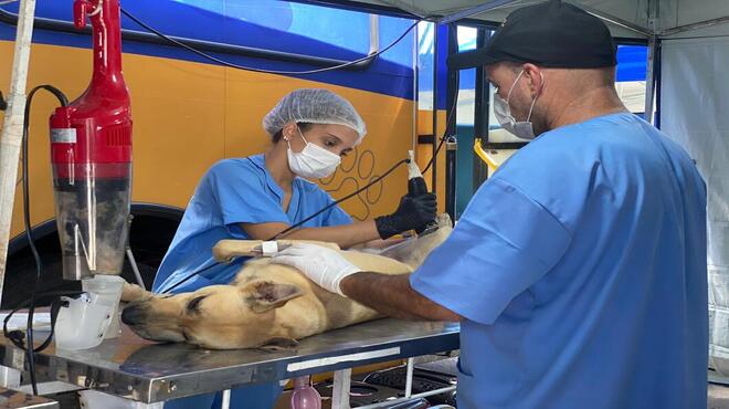 Vagas disponíveis para castração gratuita de cães e gatos em Maricá