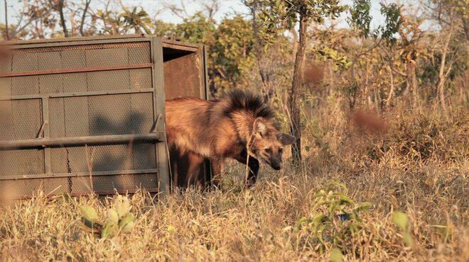 Escolhido para cédula de R$ 200, lobo-guará sofre ameaça de extinção