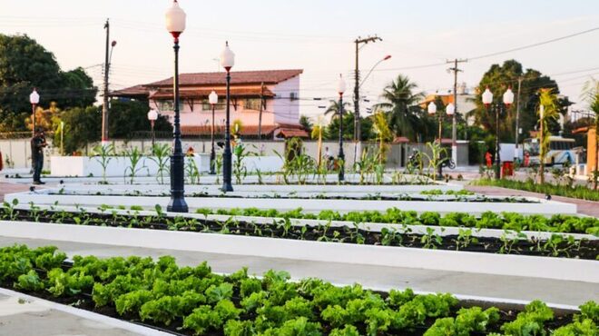 Primeira colheita da Praça Agroecológica Emilton Santos