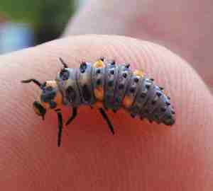 larva de joaninha