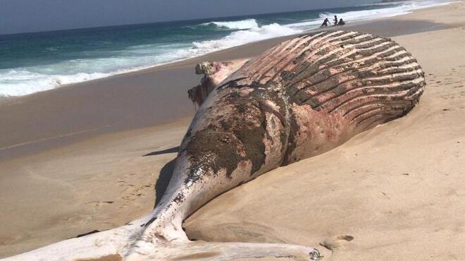 Aparecimento de baleia no litoral da restinga de Maricá