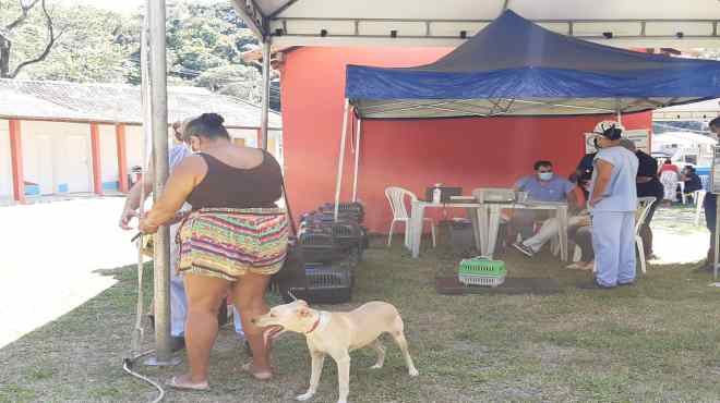 Cerca de 250 animais atendidos pelo Castramóvel no bairro do Caju