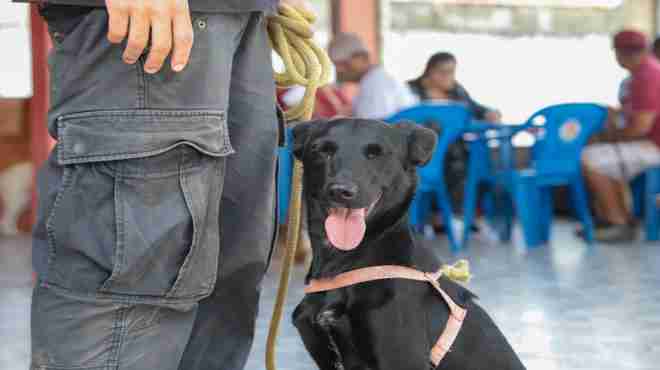 Proteção Animal abre inscrições para castração de cães e gatos em Maricá