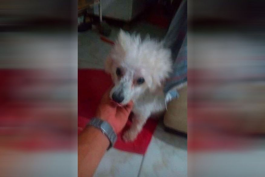Cadela é morta com golpe de cassetete por segurança de empresa privada em Baía da Traição; ”foi horrível”, diz dono do animal