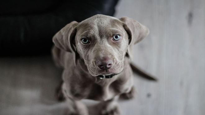 Mais de 50 cachorros ficam sem lar em Rio Claro após donos morrerem de Covid-19