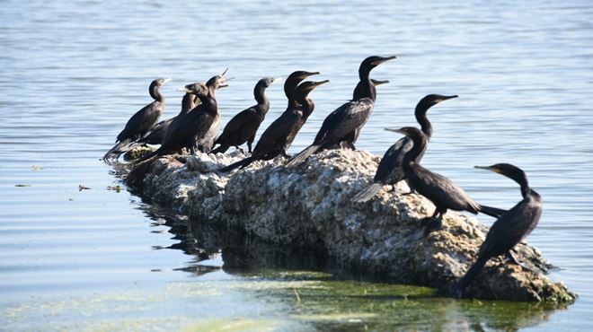 Aves trazem mais beleza para a lagoa de Araçatiba