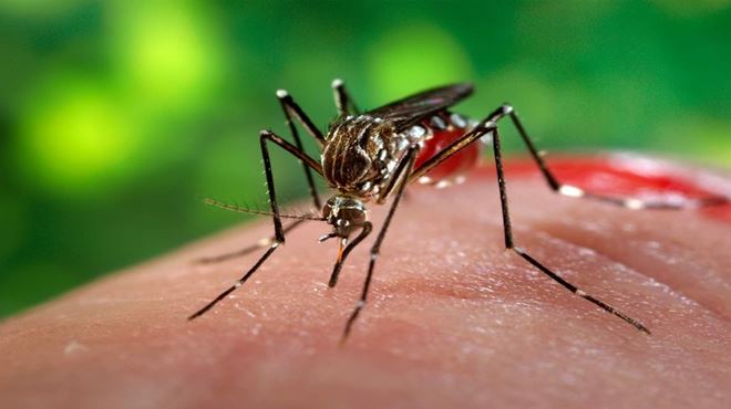 Pessoas já tiveram dengue têm duas vezes mais chance de desenvolver forma sintomática da Covid-19