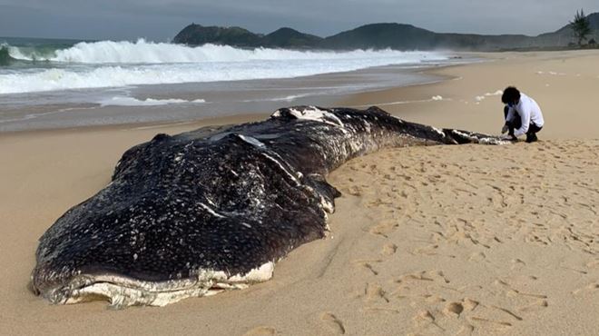 Maricá remove carcaça de tubarão-baleia em Jaconé