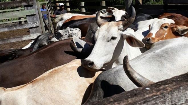 Campanha de vacinação contra a Febre Aftosa