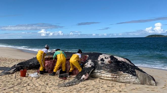 baleia morta em Itaipuaçu