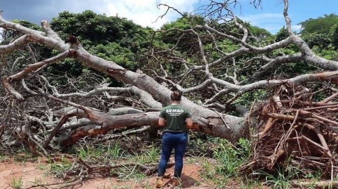 Desmatamento avança no Cerrado e faz crescer risco de apagão elétrico no Brasil