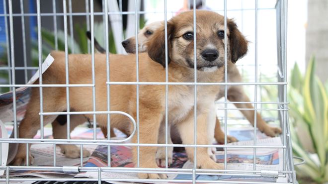 Cães e gatos ganham um lar em campanha de adoção de animais em Maricá 