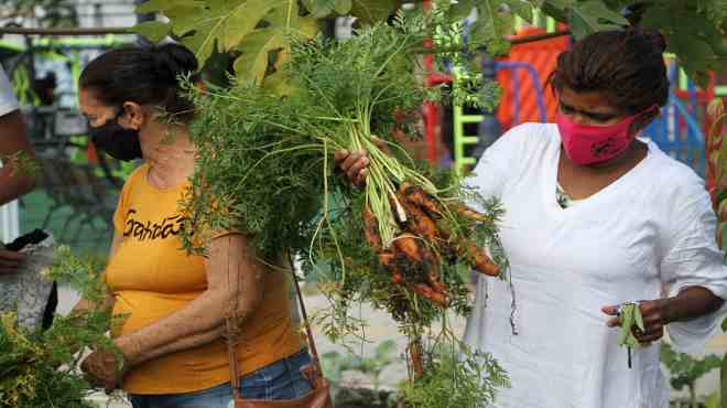 Hortas urbanas e fazenda pública promovem plantio e colheita para população