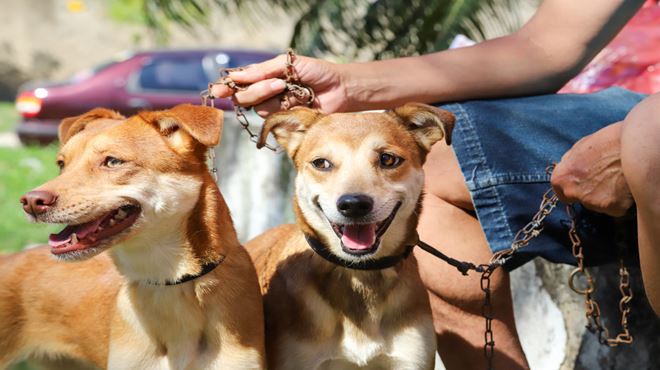 Maricá realiza inscrições para a castração gratuita de cães e gatos