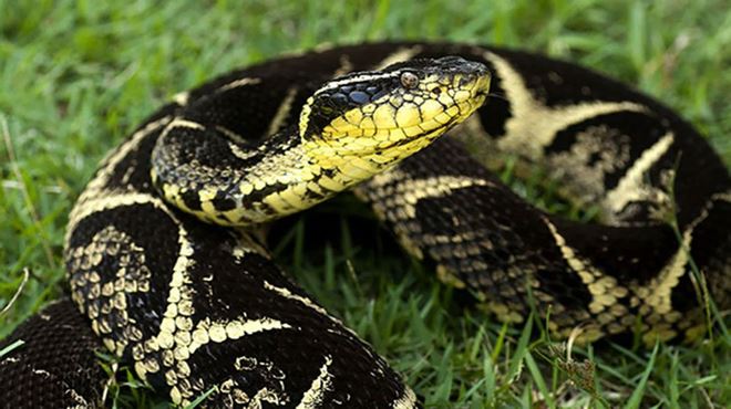 veneno da cobra jararacuçu