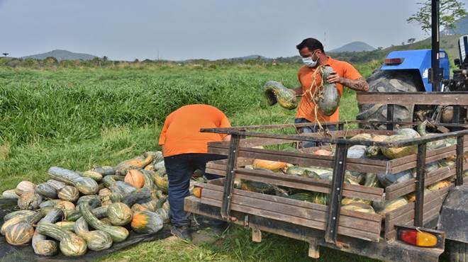 Maricá recolhe dez toneladas de abóbora na Fazenda Pública nesta quarta-feira (15/09)
