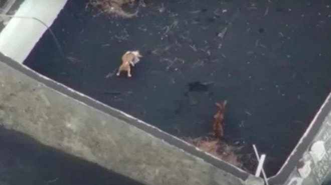 Cachorros cercados por lava em La Palma