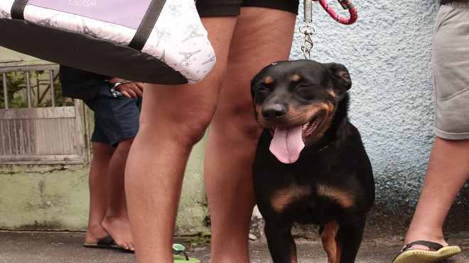 Maricá promove mutirão de inscrições para a castração gratuita de animais