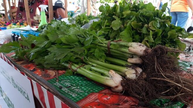 Pesquisas do Cadastro rural terminam nesta semana