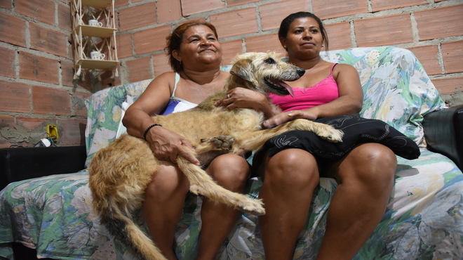 Cadela resgatada por guarda-vidas reencontra família após quatro meses
