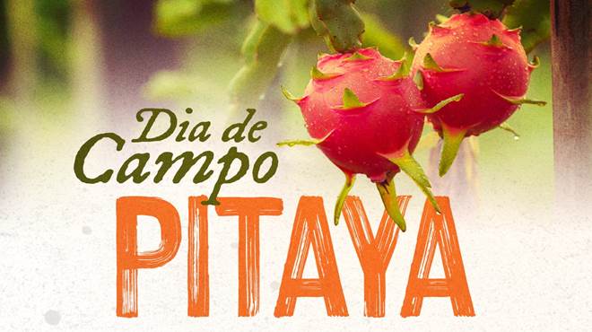 Prefeitura ensina técnica de plantio de pitaya no Espraiado