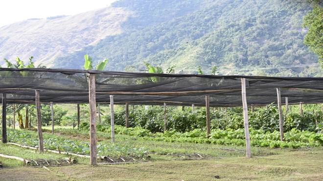 Agricultura inaugura estufa para produção de mudas com sistema de energia solar