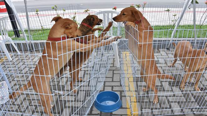 Semana da Proteção Animal