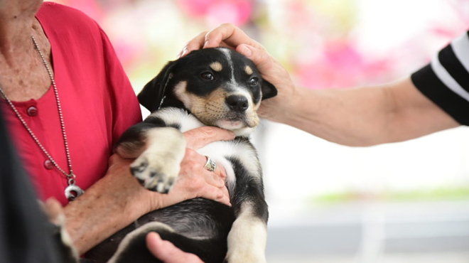 Proteção Animal participa de campanha de adoção de cães e gatos no Parque Eldorado
