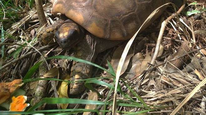 Campanha busca encontrar jabutis monitorados no Parque da Tijuca