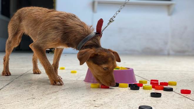 Maricá inicia campanha que troca tampinhas plásticas por ração para cães e gatos