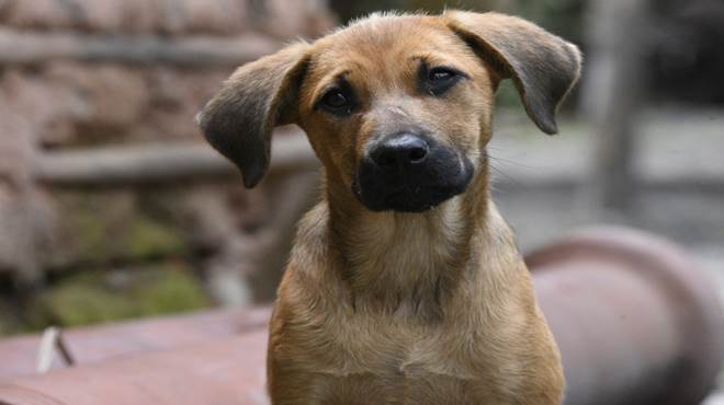Mumbucão: Conheça o novo programa de apoio a protetores e adotantes de cães e gatos do município