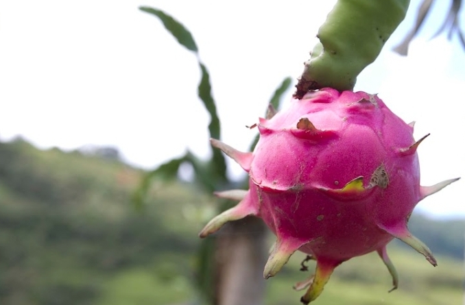 Produção de pitaya na Fazenda Pública floresce e chega ao período da colheita