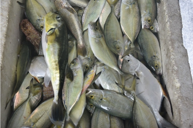Pescadores de Maricá participam de oficinas gratuitas de reaproveitamento de pescado