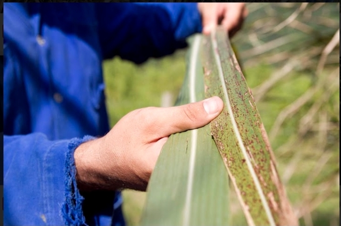 Inova Agroecologia realiza curso de utilização da cana-de-açúcar para alimentação animal