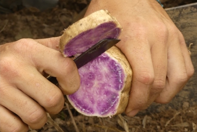 Curso de produção de batatas-doces coloridas e biofortificadas acompanhada de degustação no dia 13