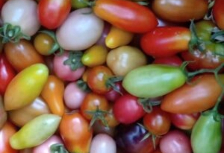 Colheita de tomates coloridos acontece neste sábado (10) em Maricá