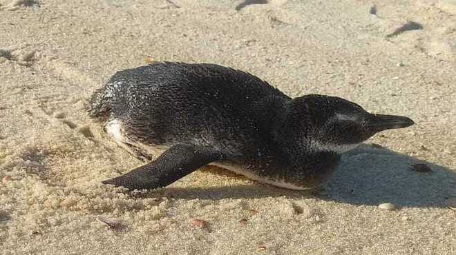 Os animais foram encontrados pelos guarda-vidas de Ponta Negra e Itaipuaçu nessa segunda-feira (07/08)