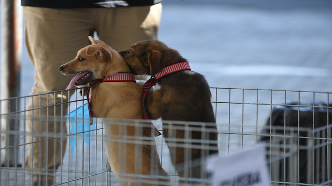 Maricá comemora Semana da Proteção Animal com uma série de ações