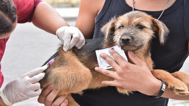 Mais de 15 mil animais foram vacinados no primeiro dia da Campanha Antirrábica